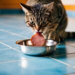 Um gato come avidamente mortadela de uma tigela de prata em um chão de azulejos.