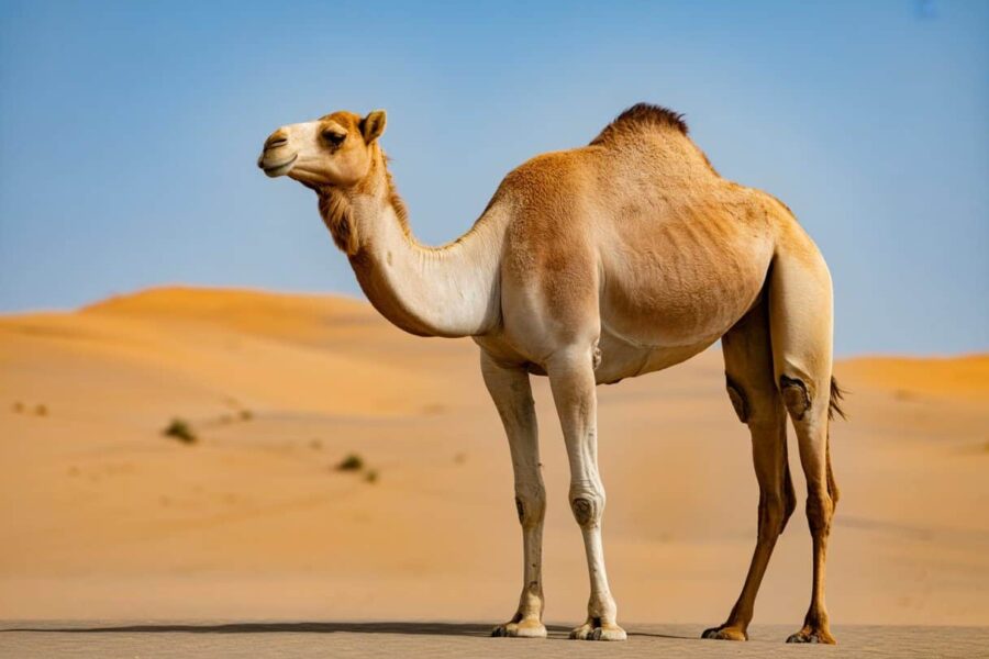 Um camelo em pé no deserto com dunas de areia ao fundo e céu azul claro.