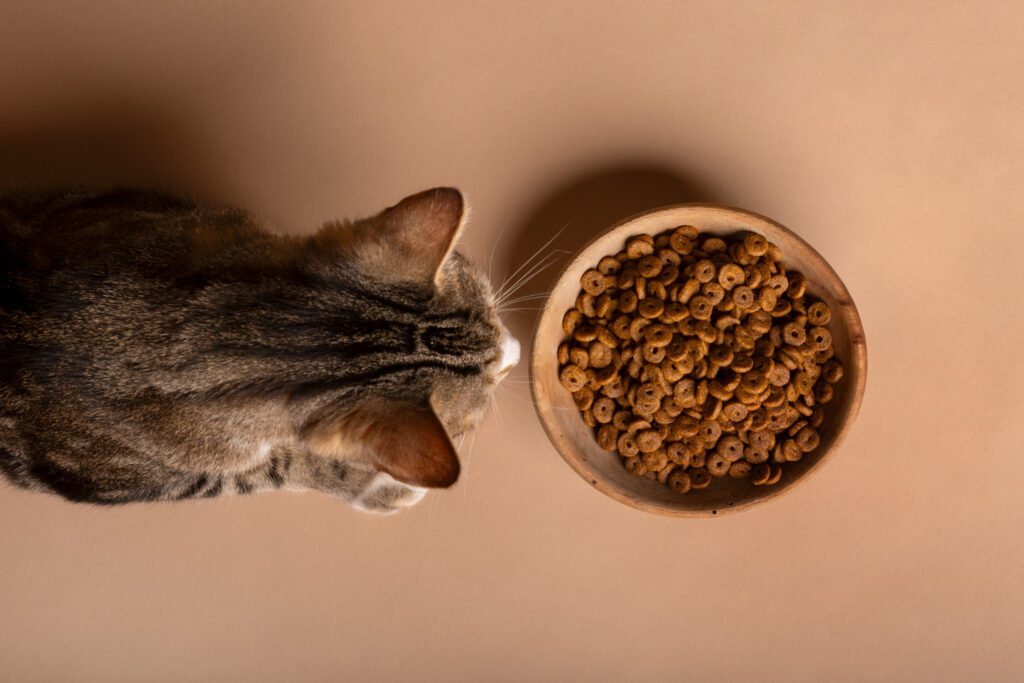 Cuidados na mudança da ração para evitar incômodos gastrointestinais nos felinos