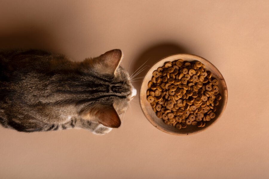 Cuidados na mudança da ração para evitar incômodos gastrointestinais nos felinos