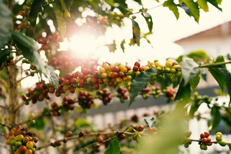 Como o clima e o relevo influenciam o sabor do café brasileiro